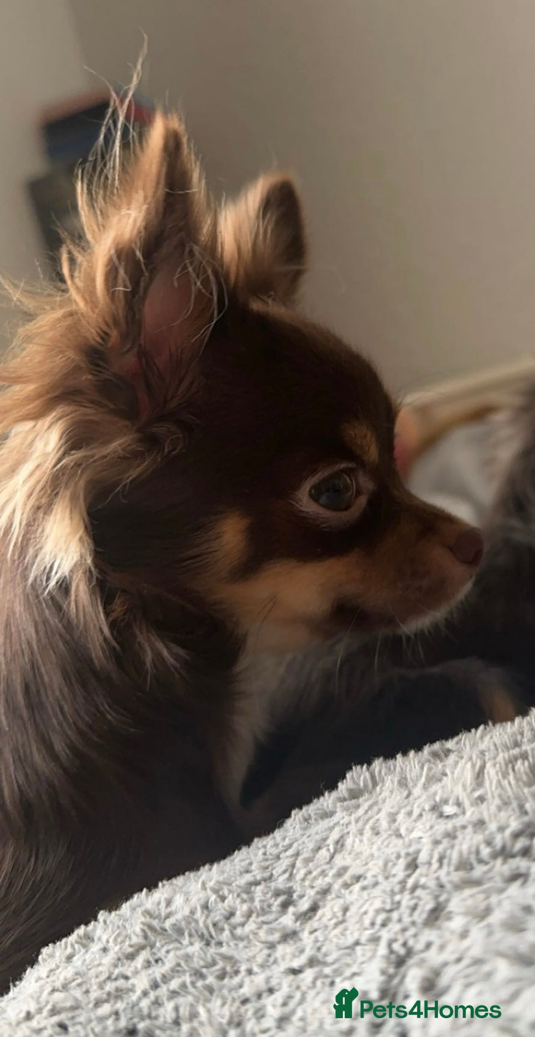 Chihuahua dogs for sale: Two Beautiful Female Chocolate Chihuahua Puppies - Advert 7