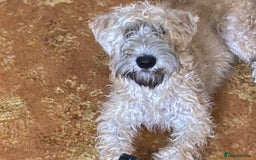 Soft Coated Wheaten Terrier dogs for sale: Murphy - Image 3