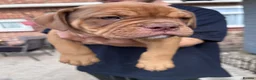 Mixed Breed dogs for sale: OLDE STAFF ENGLISH BULLDOGGE - Advert 17