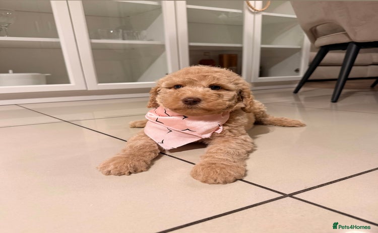 Australian Labradoodle dogs - Advert 10