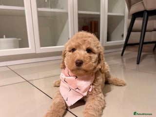 Australian Labradoodle dogs - Advert 5