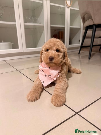 Australian Labradoodle dogs - Advert 2