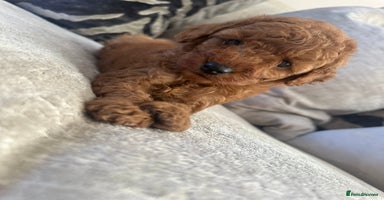 Cockapoo dogs - Advert 1