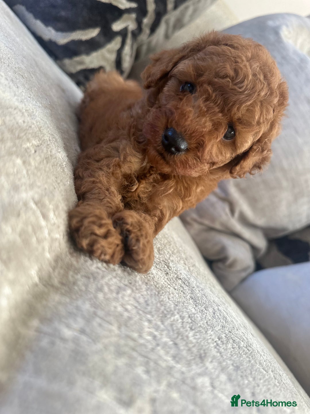 Cockapoo dogs for sale: 🌸Stunning fox red toy cockapoo🌸 - Image 3
