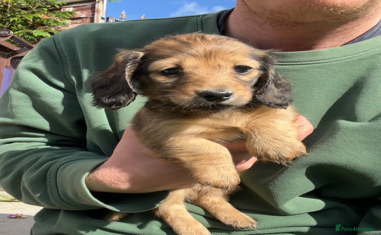 Miniature Dachshund dogs - Advert 16