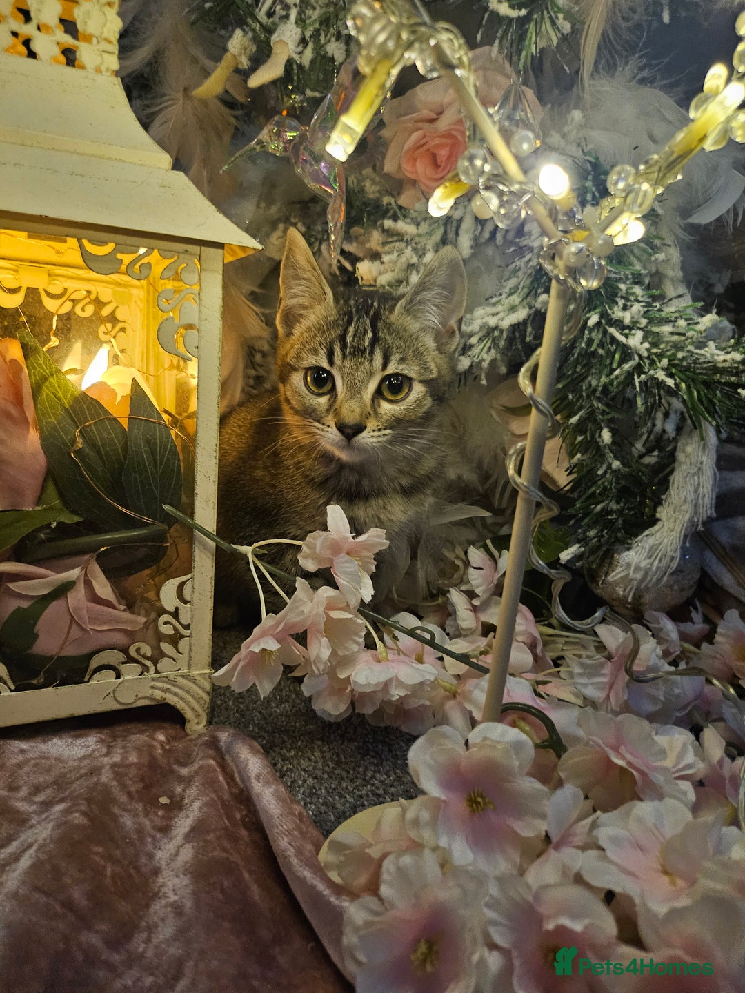 Mixed Breed cats for sale: Precious babies looking for homes - Advert 6