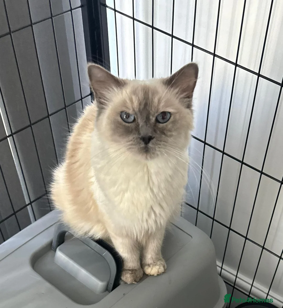 Ragdoll cats for sale: Ragdoll cat 3 years old  - Advert 1