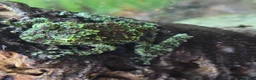 Frog reptiles for sale: Mossy Frogs with Established Bioactive Paludarium  - Advert 4