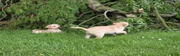 Labrador Retriever dogs for sale: Outstanding litter of Labrador pups  - Advert 6