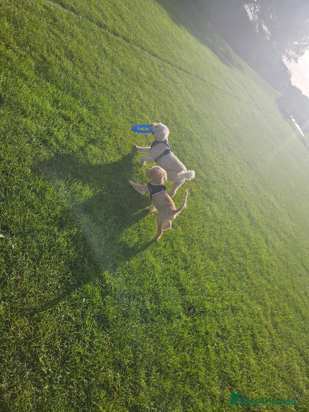 Cockapoo dogs for sale: Cockerpoo  - Image 21