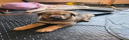 Mixed Breed dogs for sale: Stunning German Shepherd,Australian Kelpie Puppies in Littlehampton - Advert 15