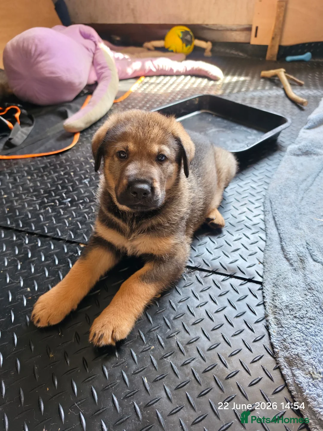 Mixed Breed dogs for sale: Stunning German Shepherd,Australian Kelpie Puppies in Littlehampton - Advert 15