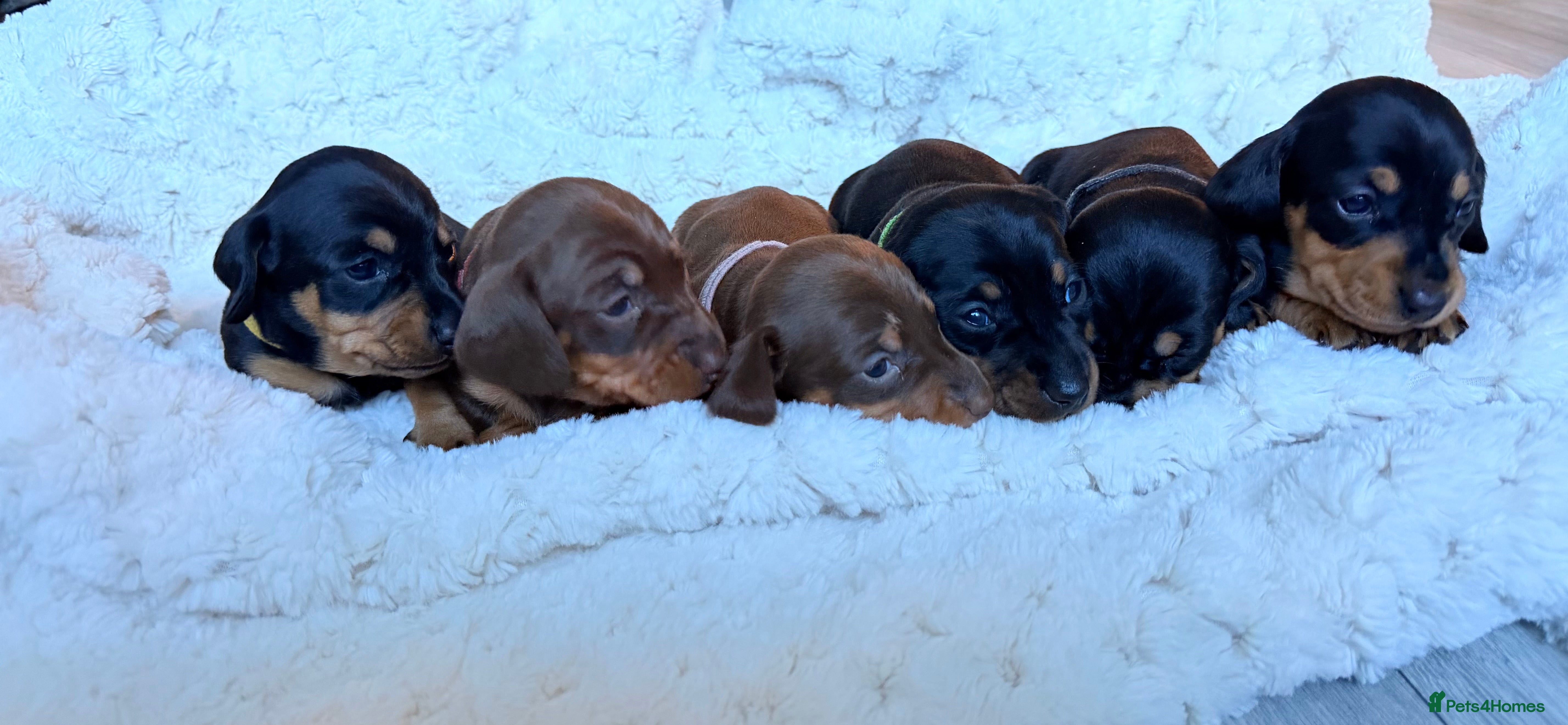 Miniature Dachshund dogs 🩵🩷✨ STUNNING MINIATURE DACHSHUND LITTER ✨🩷🩵 - Advert 4