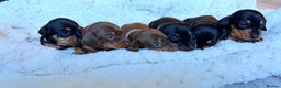 Miniature Dachshund dogs for sale: 🩵🩷✨ STUNNING MINIATURE DACHSHUND LITTER ✨🩷🩵 - Advert 1