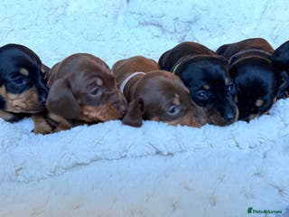 Miniature Dachshund dogs 🩵🩷✨ STUNNING MINIATURE DACHSHUND LITTER ✨🩷🩵 - Advert 4