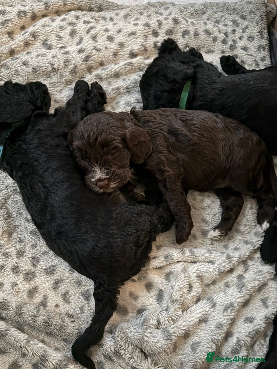 Cockapoo dogs for sale: Super cute cockapoo puppies 🥰 - Advert 15