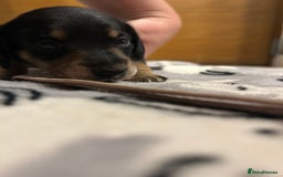 Miniature Dachshund dogs for sale: Mini dachshund puppies - Image 19