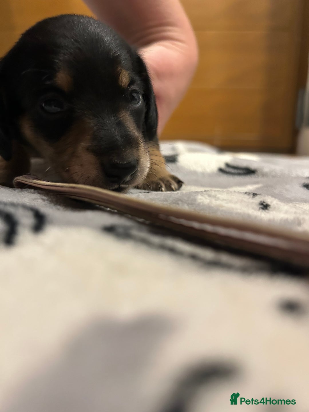 Miniature Dachshund dogs for sale: Mini dachshund puppies - Image 19