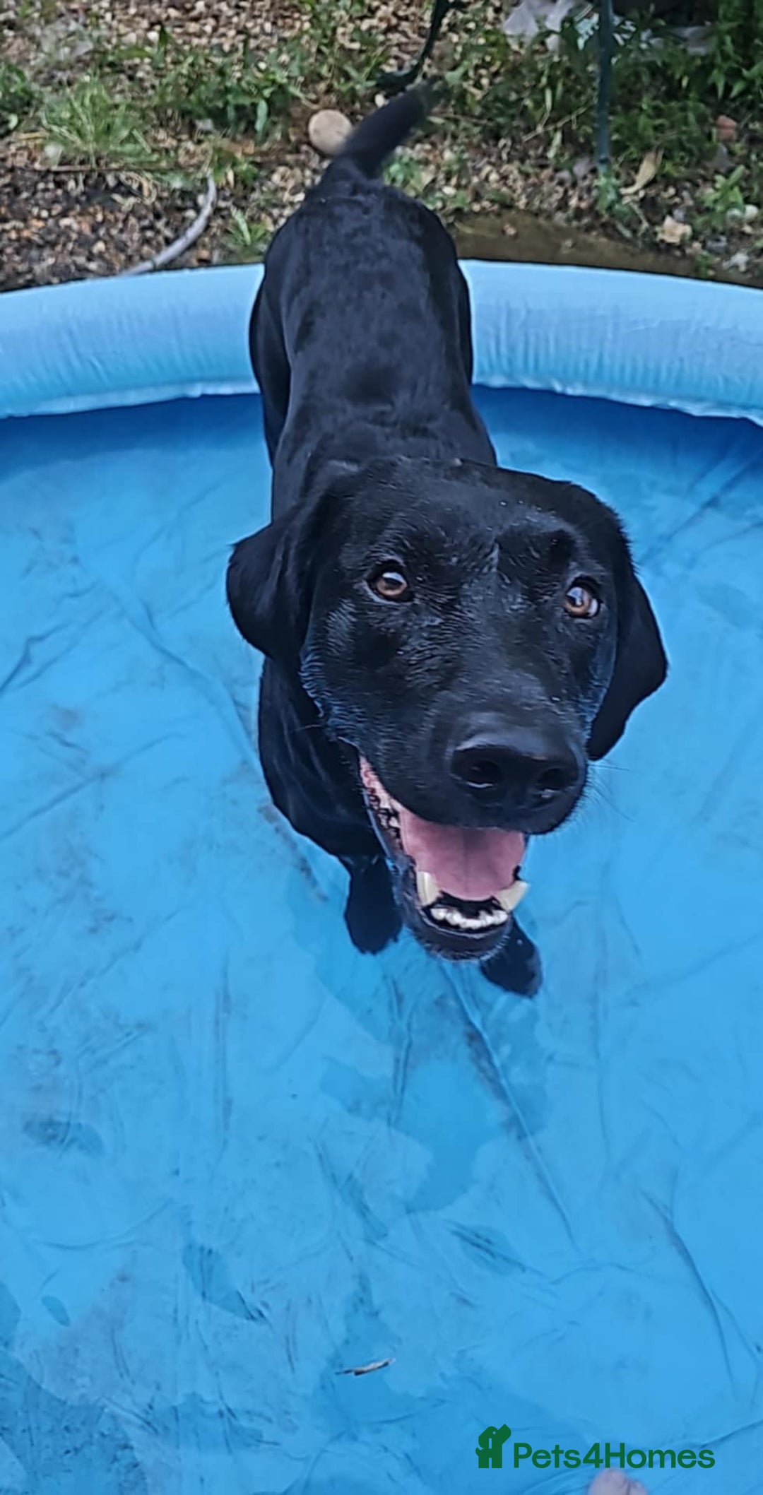 Labrador Retriever dogs for stud: KC Registered working Lab Stud – Proven – Smokie - Advert 9