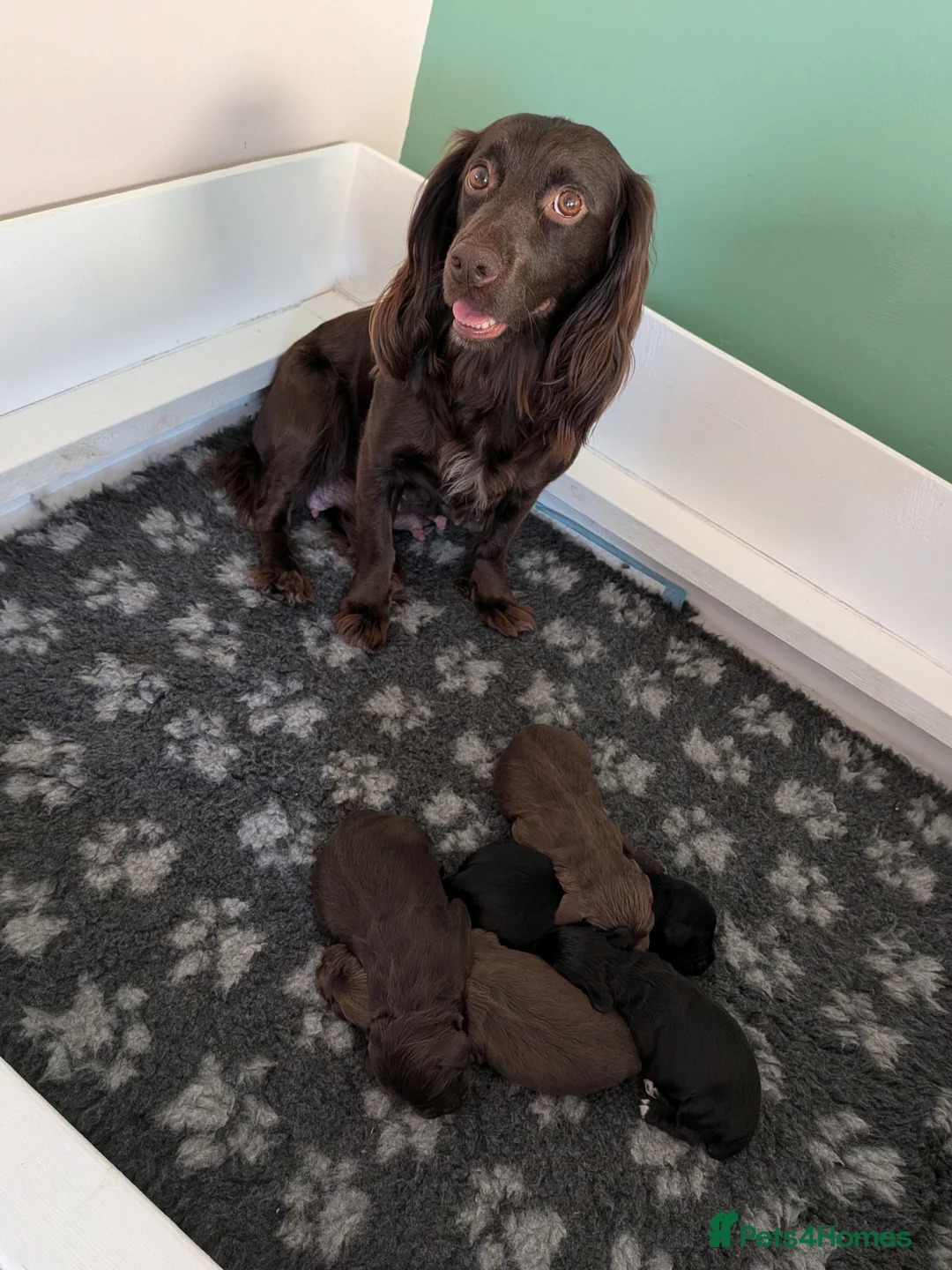 Cocker Spaniel dogs for sale: Cocker Spaniels  - Advert 2
