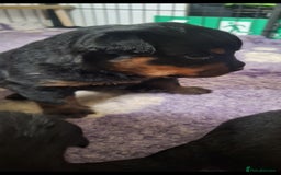 Rottweiler dogs for sale: Kc rottweiler puppies  - Image 11