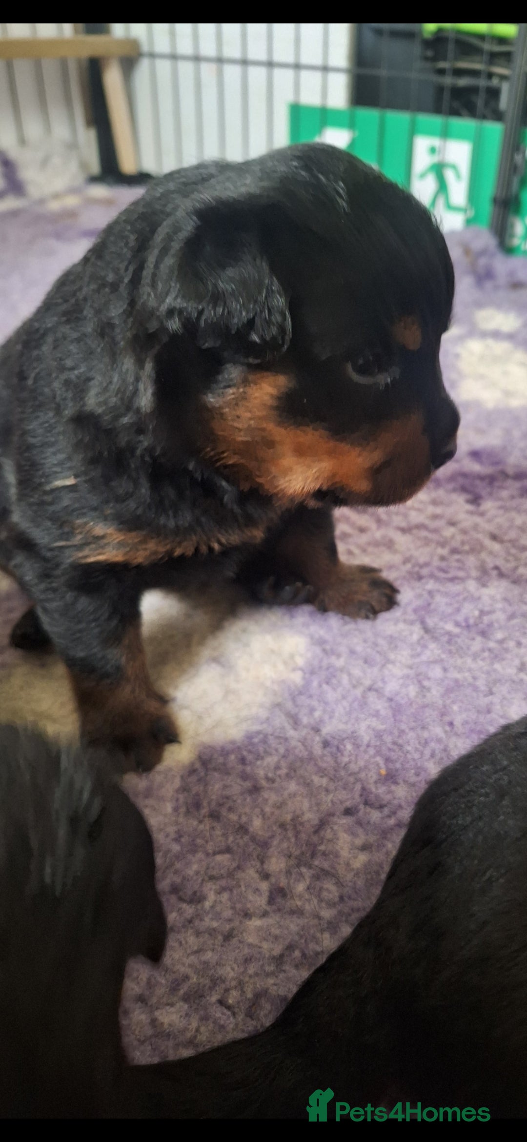 Rottweiler dogs for sale: Kc rottweiler puppies  - Image 11