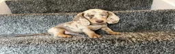 Miniature Dachshund dogs for sale: LONGHAIRED MINIATURE DAXIES READY NOW - Advert 9