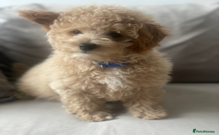 Poochon dogs - Advert 2