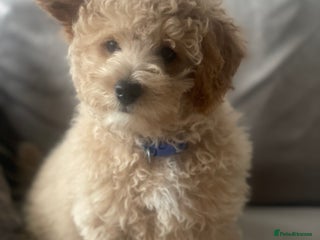 Poochon dogs - Advert 3