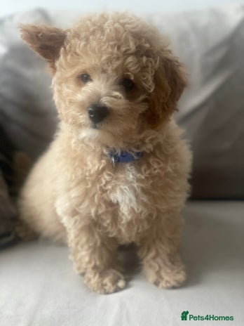 Poochon dogs - Advert 1
