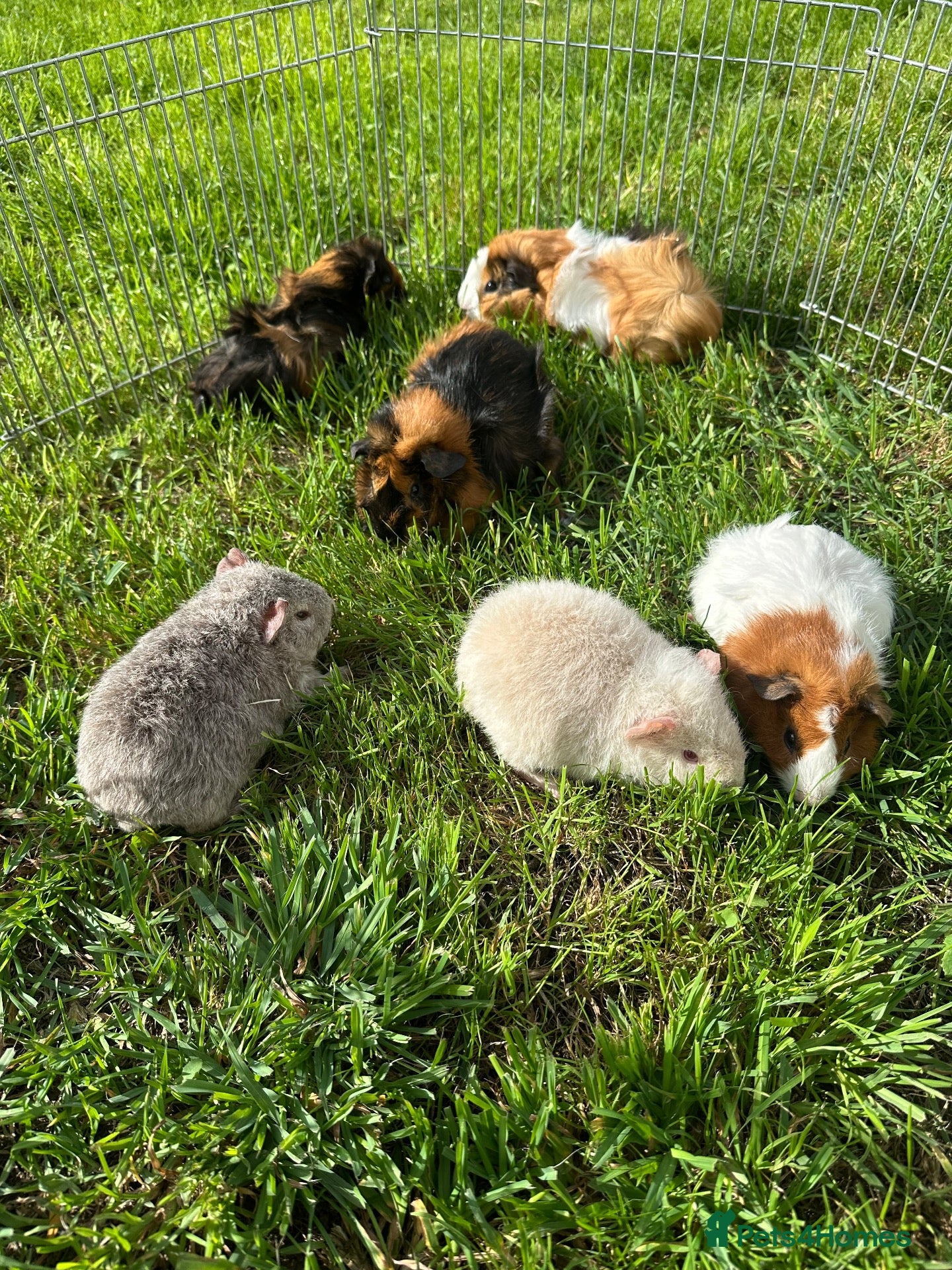 Guinea Pig rodents Beautiful Baby Guinea Pigs Boys 4 Weeks  - Advert 21