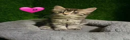 Mixed Breed cats for sale: Beautiful litter of fluffy kittens  - Advert 12