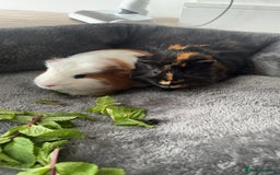Guinea Pig rodents for sale: Male guinea pig free to good home  - Advert 1