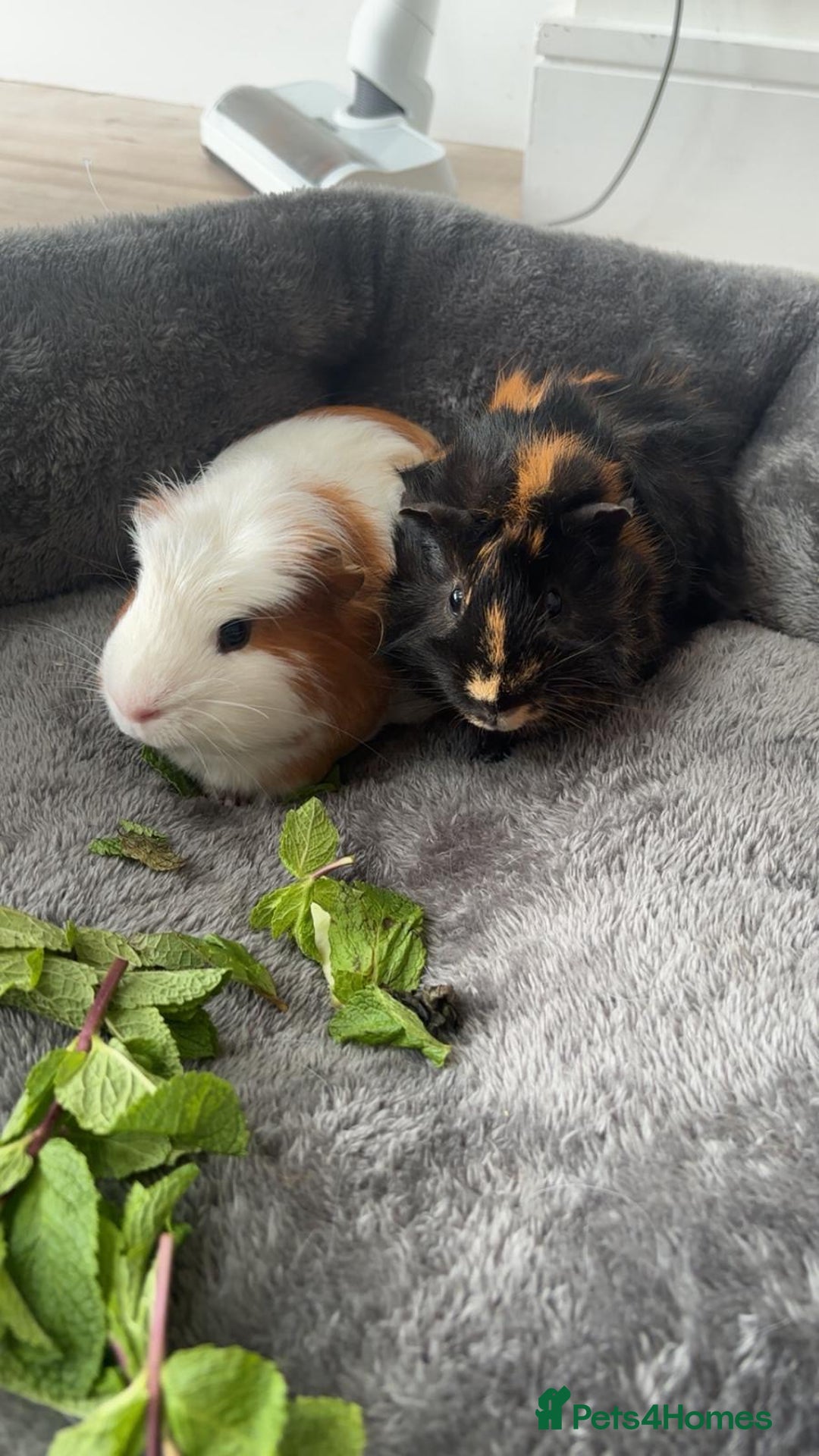 Guinea Pig rodents for sale: Male guinea pig free to good home  - Advert 1