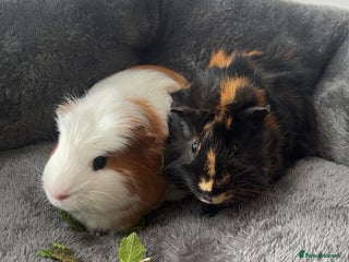Guinea Pig rodents for sale: Male guinea pig free to good home - Advert 1