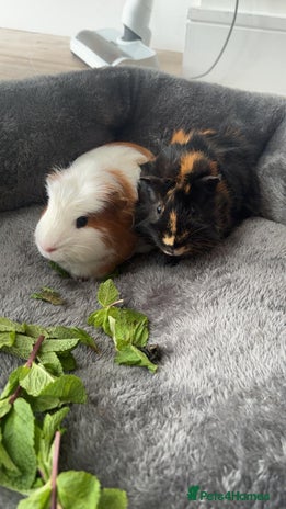 Guinea Pig rodents Male guinea pig free to good home - Advert 1