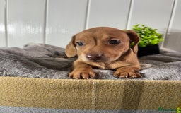 Miniature Dachshund dogs for sale: Beautiful Dachshunds puppies  - Image 11