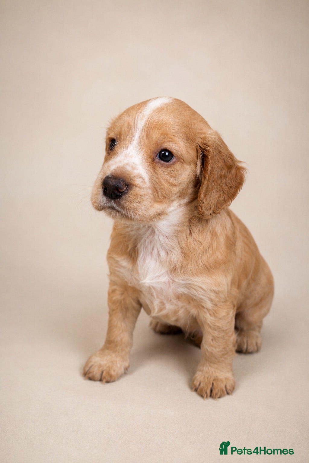 Cocker Spaniel dogs Outstanding KC Working Cockers Champion Bloodlines - Advert 1