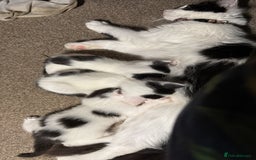 Mixed Breed cats for sale: White and black kittens - Image 4