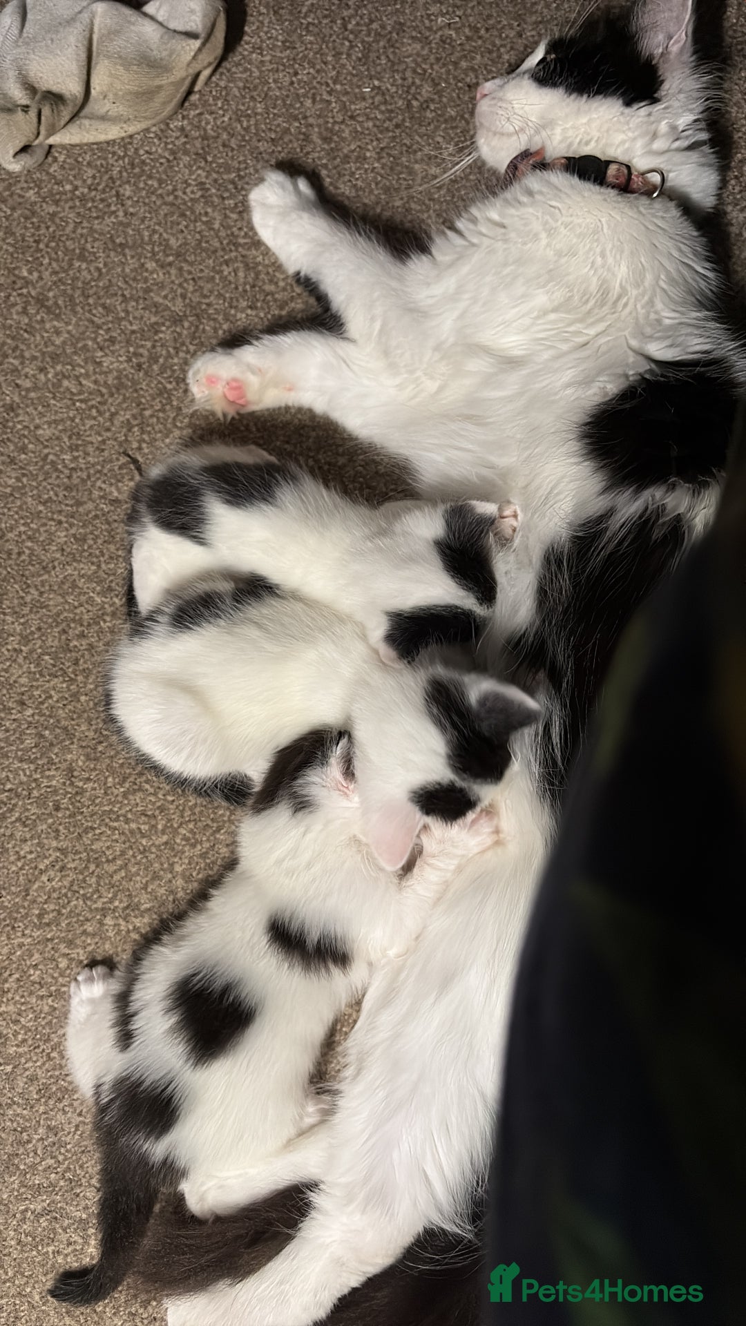 Mixed Breed cats for sale: White and black kittens - Image 4