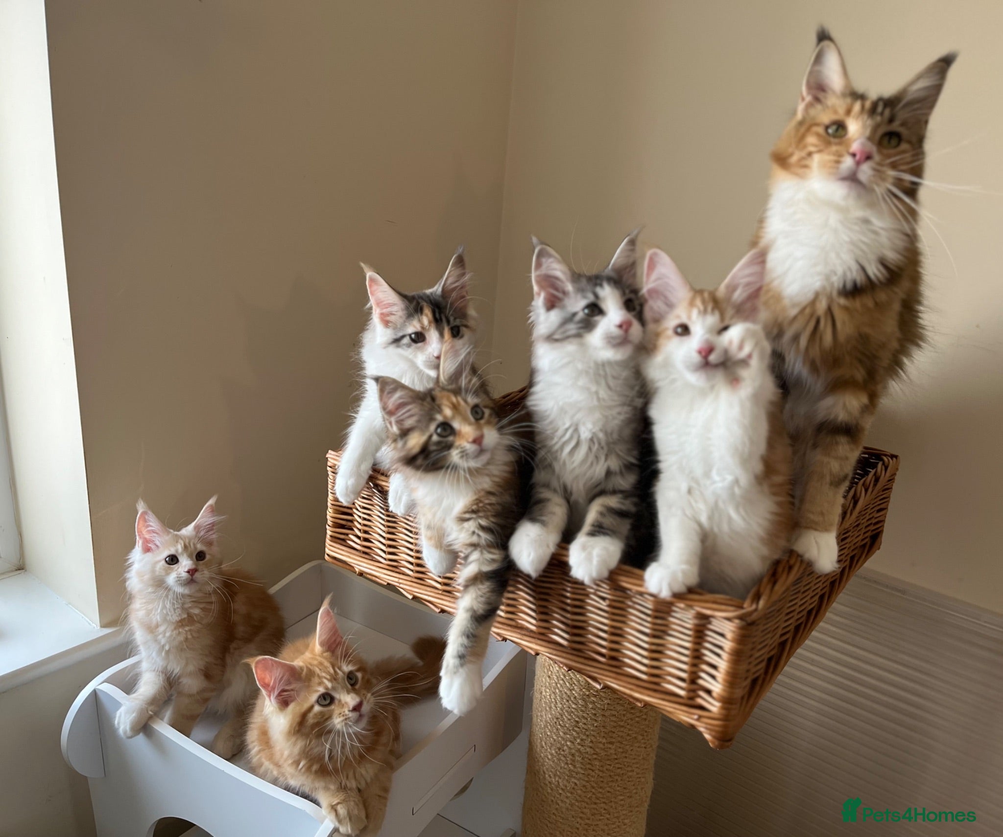 Maine Coon cats GCCF pedigree female Maine Coon kittens  - Advert 2