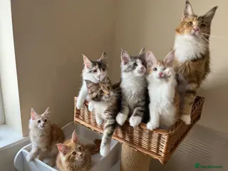 Maine Coon cats GCCF pedigree female Maine Coon kittens - Advert 2