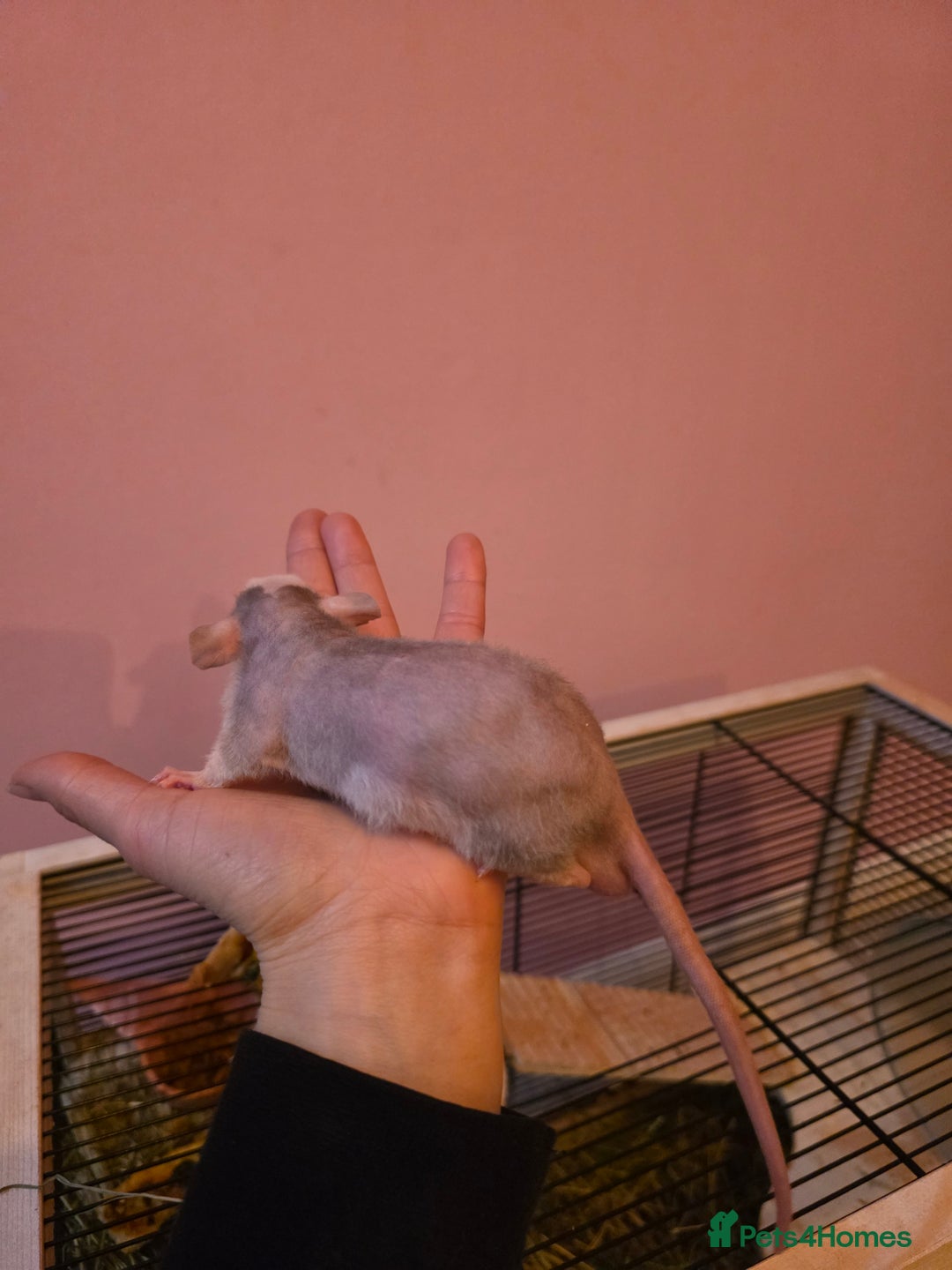 Rat rodents for sale: Baby rats - Advert 8