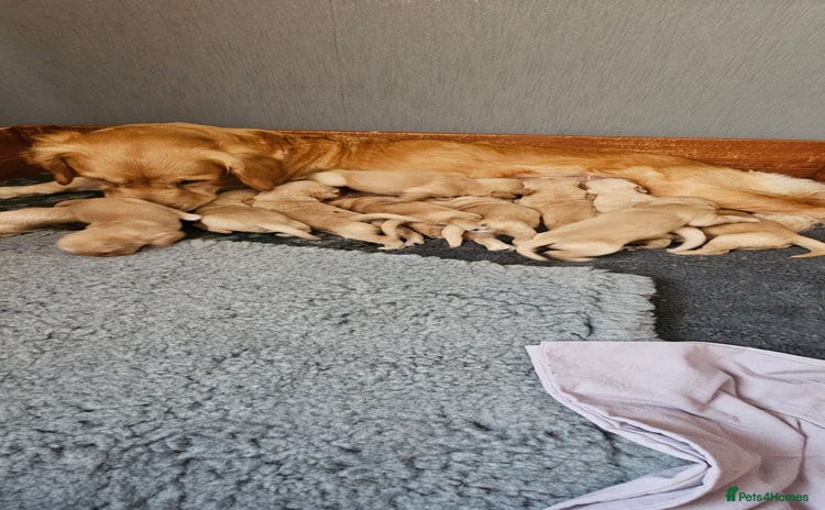 Golden Retriever dogs  golden retriever pups - Advert 2