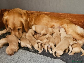 Golden Retriever dogs golden retriever pups - Advert 2