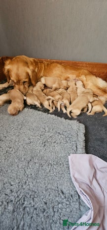 Golden Retriever dogs golden retriever pups - Advert 2