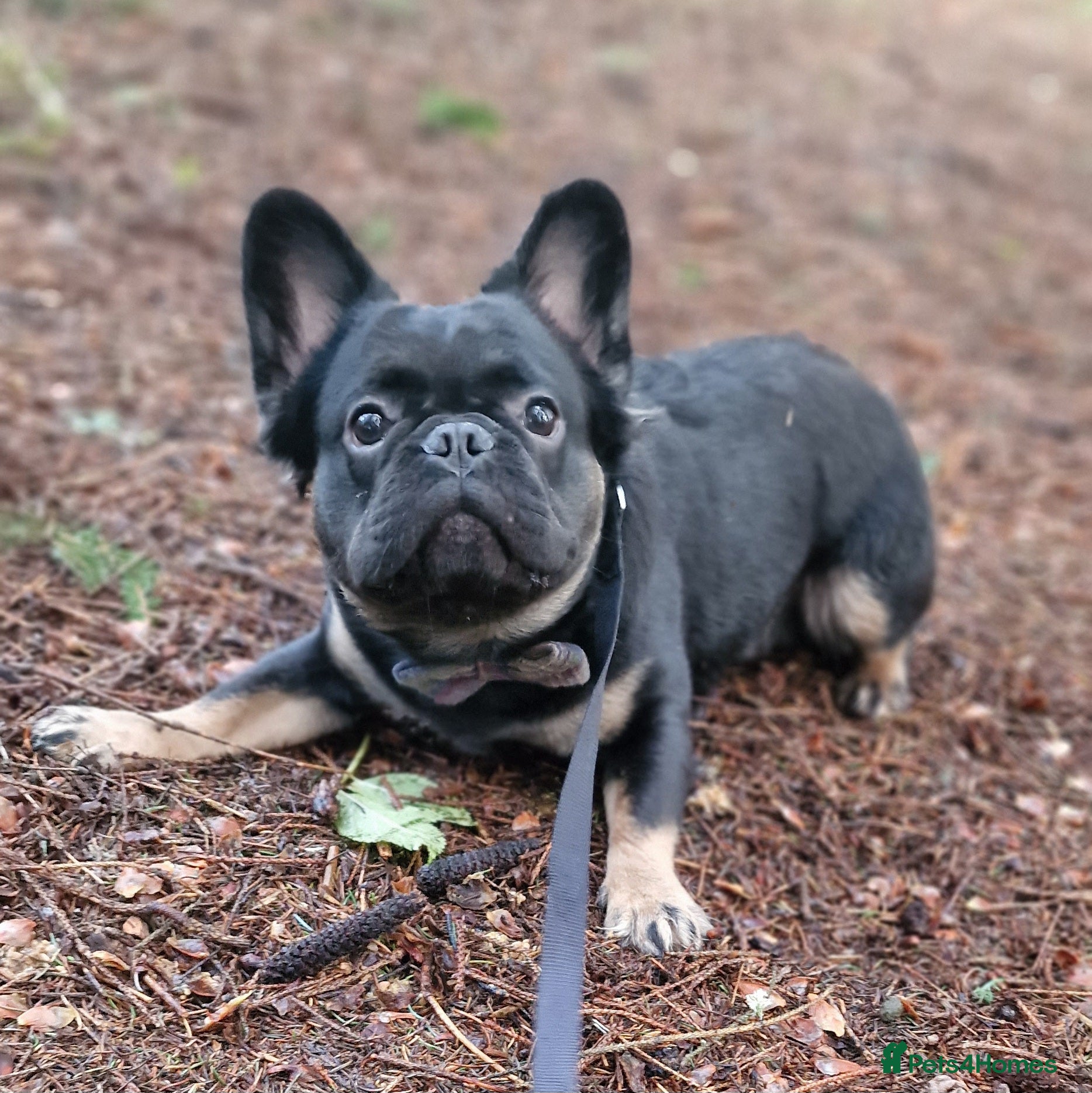 French Bulldog dogs Visual Fluffy French Bulldog Stud in Blairgowrie - Advert 17