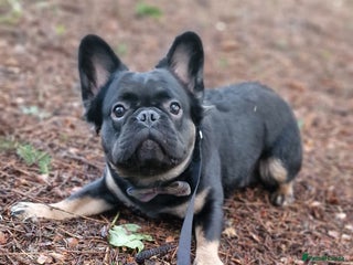 French Bulldog dogs in Blairgowrie - Advert 2