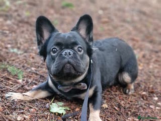 French Bulldog dogs Visual Fluffy French Bulldog Stud in Blairgowrie - Advert 18