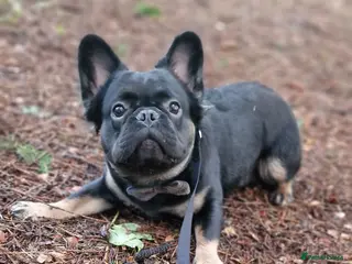 French Bulldog dogs Visual Fluffy French Bulldog Stud in Blairgowrie - Advert 17